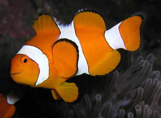 Clownfish1