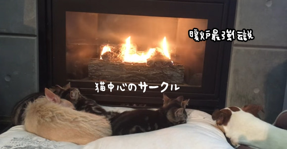 暖炉を囲む猫ズと犬ズ。この一言で犬の天下に。