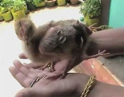 インドで生まれた4本足のニワトリ