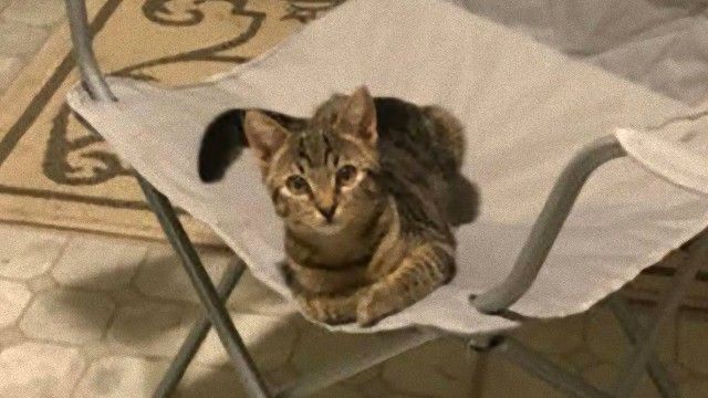 お気に入りの椅子にちょこんと座っていた侵入者は猫だった。今日もNNNミッションコンプリート