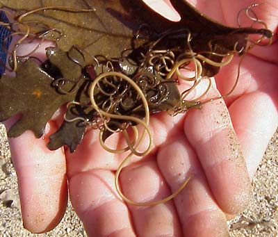 horsehair_worms02
