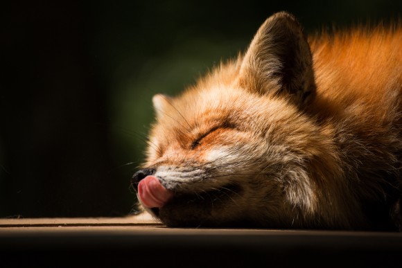 野生のキツネを犬のような従順なペットにするための交配実験から明らかとなった家畜化遺伝子（ロシア研究）