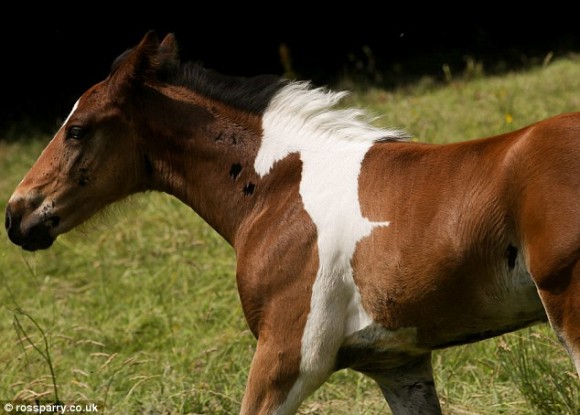 馬の中に馬が混入？白馬の横顔そっくりな模様をつけて生まれた馬