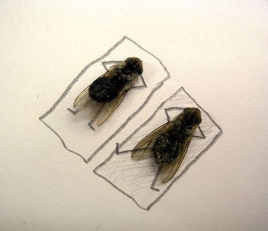 dead_flies_03