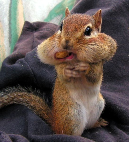 these_funny_animals_456_640_35