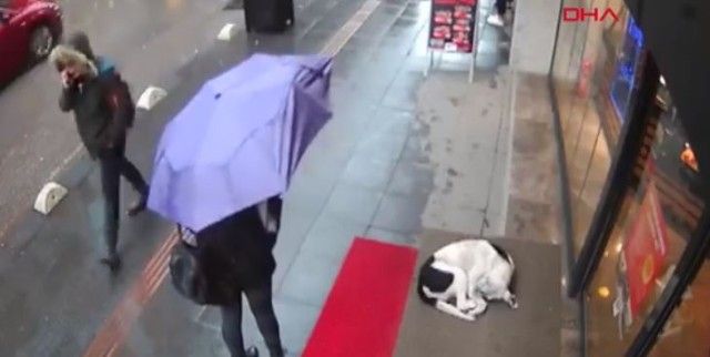 冷たい雨の日にカフェの軒先にいた野良犬。トルコで野良犬にやさしさを示した女性がいた。