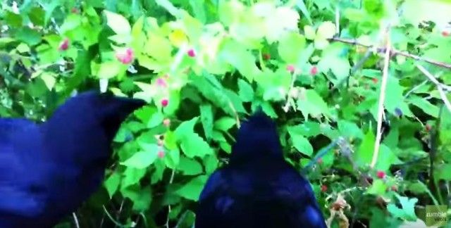 babycrows7_e