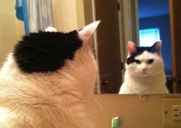 犬と猫、鏡に映った自分に対するそれぞれのリアクション