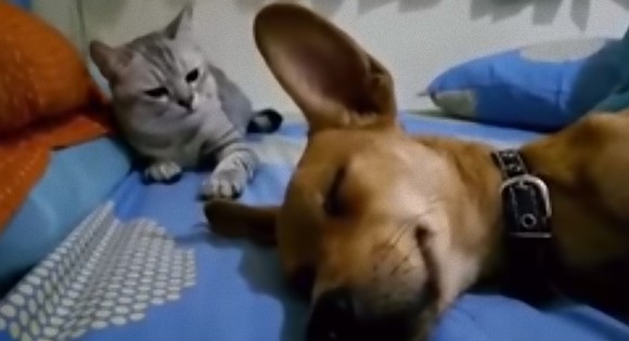 なにしとんじゃい！猫が犬に猫パンチ。その理由とは？