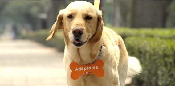 いったい何が起きているの？透明人間にリードを引かれた犬が街中を散歩。