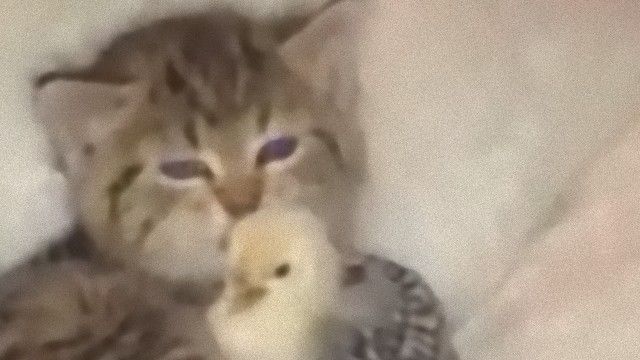 猫と小鳥の異種間らぶりんちょ。子猫の腕の中で毛づくろいされる小鳥のぴよぴよ
