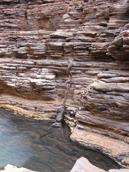 yacumama2