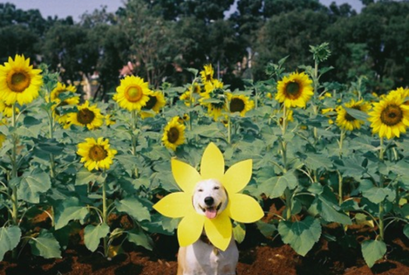 気分が憂鬱？犬のグルタさんに元気を分けてもらおう！病気と闘いながらも明るく生きる、タイの元野良犬。