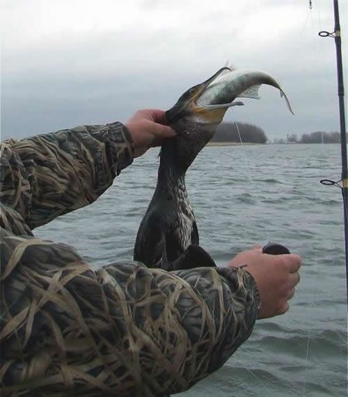 birds_eat_everything_15