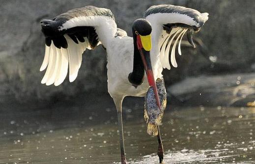 saddle-billed-stor_1402350i