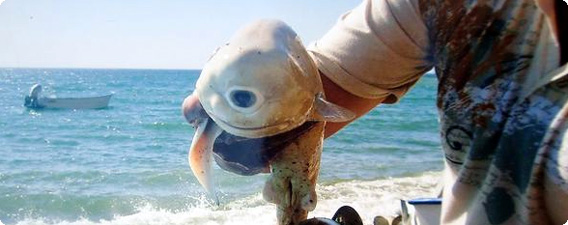 メキシコで発見された単眼のサメ、専門家が本格調査