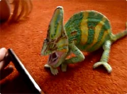 スマートフォン時代に警告を促すカメレオン