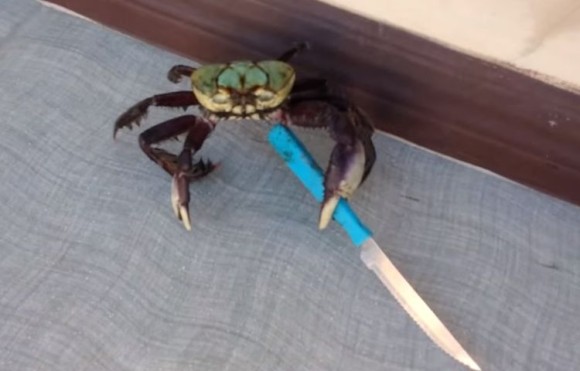 crab3_e