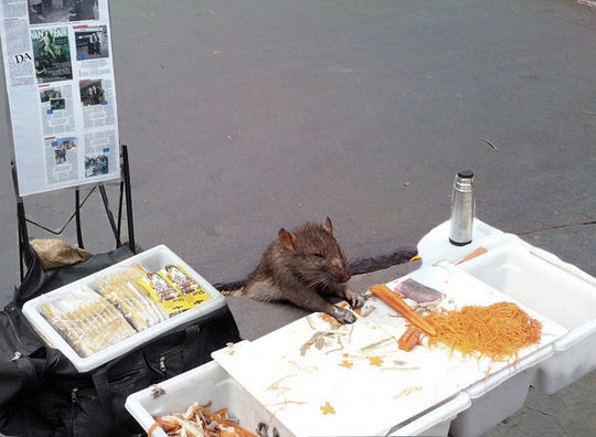 2009_10_rat3