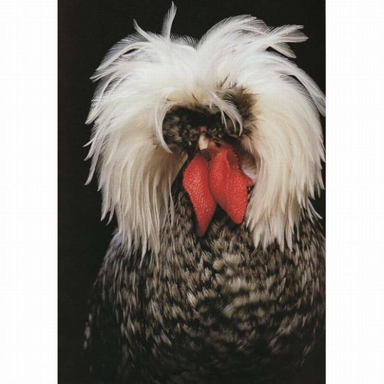 Unusual-hen-04