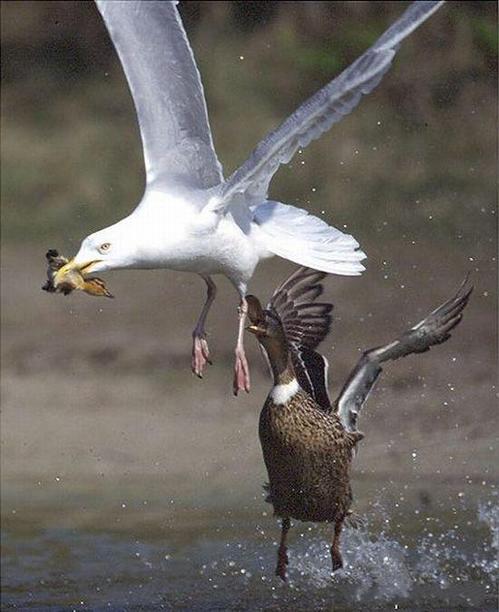 birds_eat_everything_16
