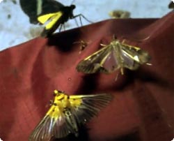 パプアニューギニアで珍しい夜光虫を、罠をしかけておびきよせてみた