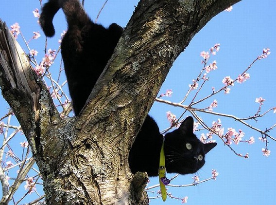 cherry_blossom_tree_cats_15