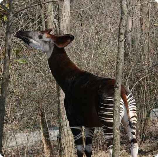 odd-animals24