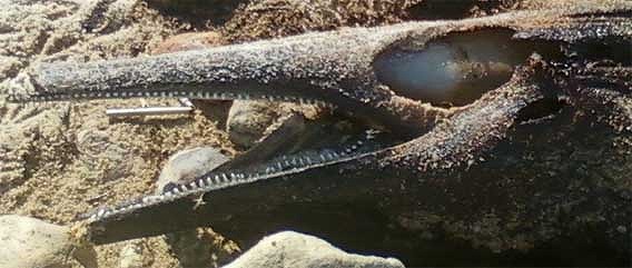米マサチューセッツ州の浜辺に打ち上げられていた尖った口を持つ謎の魚「ケープコッド・クリーチャー」