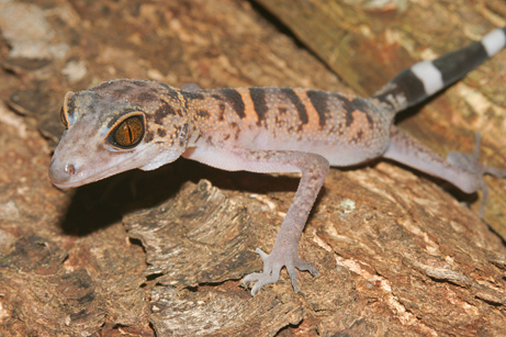 090928-02-mekong-leopard-gecko_big