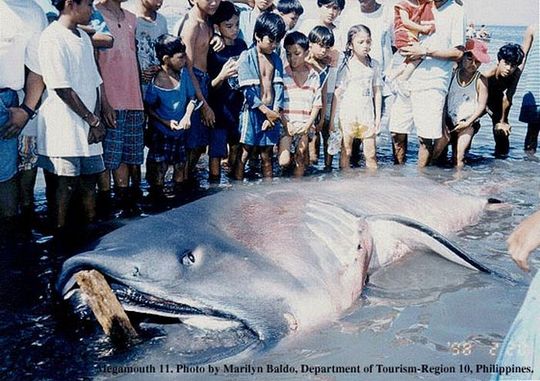 sharks_13