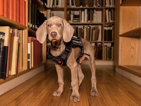 ボストン美術館の最終兵器は犬。美術品を害虫から守る為に雇われたワイマラナーの子犬（アメリカ）