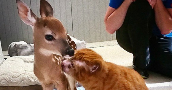 火事で酷い火傷を負った猫。奇跡的な回復を遂げた後、他の動物たちを思いやる姿に世界が感動