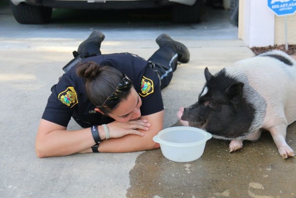 pig3_e