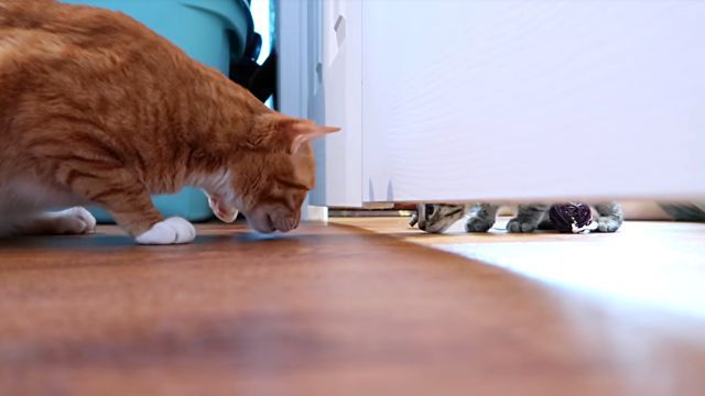 なんでこのドア閉まっているの？てか、そこにいるの誰？子猫たちのいるドアの向こうが気になるコール＆マーマレード