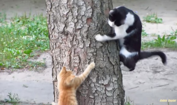 割とスパルタ？猫のお父さん、子猫に木登りを教えて、いるのか？