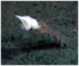 深海の仏具、白毛がふさふさ生えている相模湾に生息する「ホッスガイ」