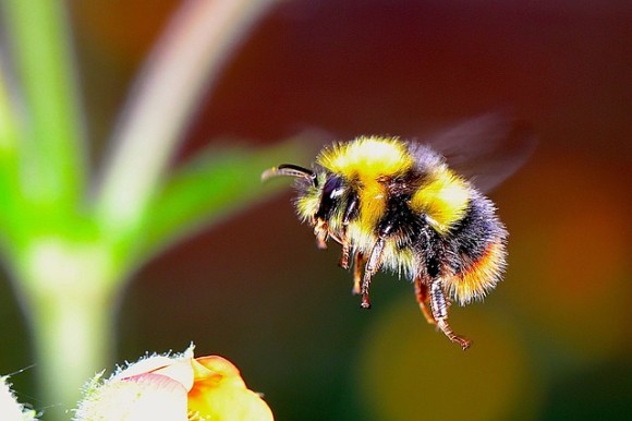 殺虫剤で依存症？ミツバチが殺虫剤を好んで食べるようになることが判明（英研究）