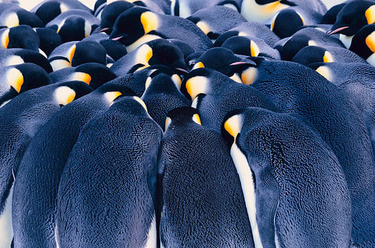 penguins_03