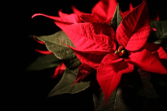 クリスマスでお馴染みの赤い植物「ポインセチア」には本当に毒があるのか？それはどの程度なのか？