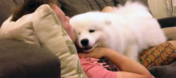 「トントン、抱っこしてください。」甘えん坊のサモエド犬。飼い主の胸の上にぺっとり抱き付いて眠るのが大好き