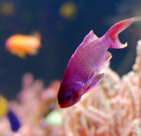 purple_animals_5x
