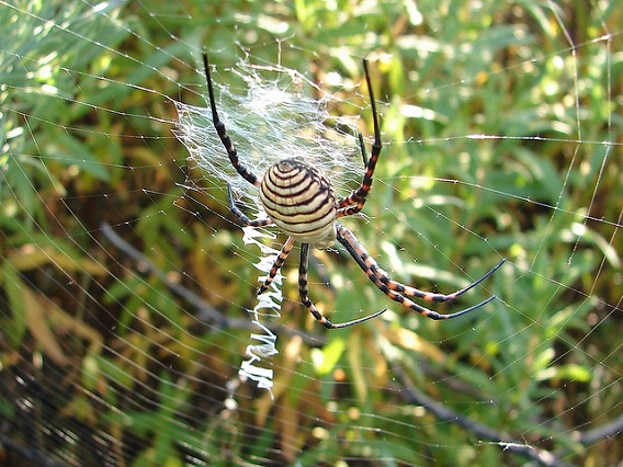 web decoration stabilimentum 5