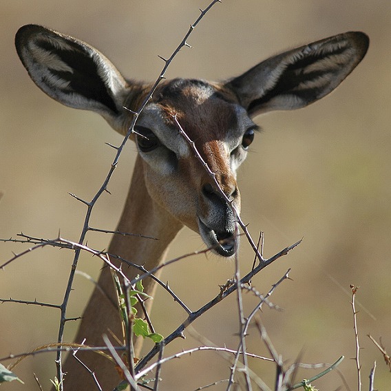 gerenuk 17