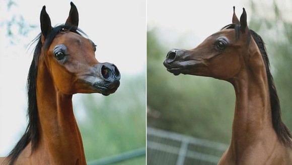 キャラクター性を強調させる為人工交配で誕生した二次元っぽい顔の馬。交配に関しての議論が勃発