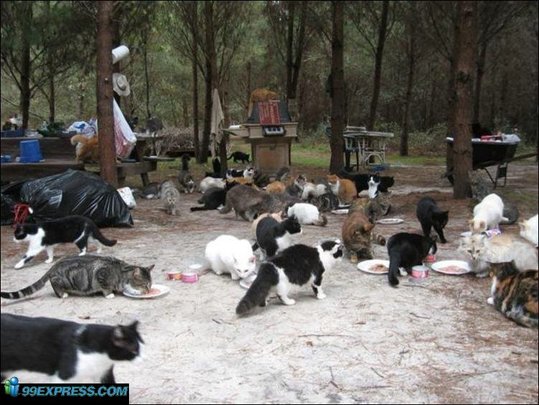 cat-rancho-04