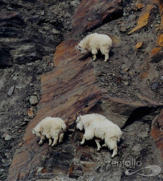 crazy_goats_25