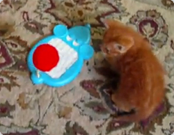 遊びが仕事なんだからっ！！たくさん遊ぶ子猫の映像