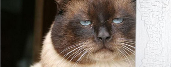 猫たちの「きっついわー」な27の瞬間をとらえた画像