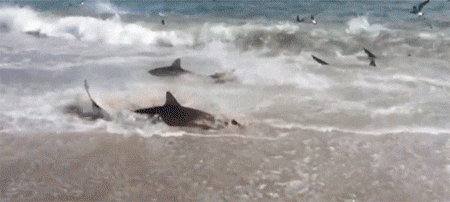サメの大群が魚を追って浜辺で入れ食いしている壮絶な光景に出くわした！